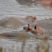  Ngorongoro Crater, TZ